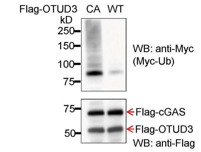 Open access visualization of Gel, Western Blot, Polyubiquitination, FLAG-cGAS, In Vitro Assay