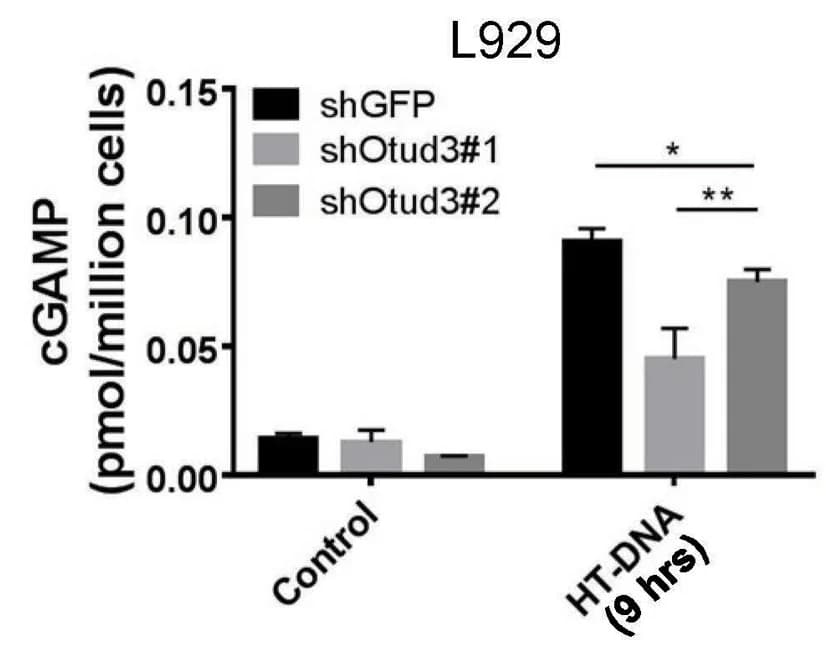 Open access visualization of Bar Plot, Error Bars, Clustered, Cellular cGAMP, Quantification