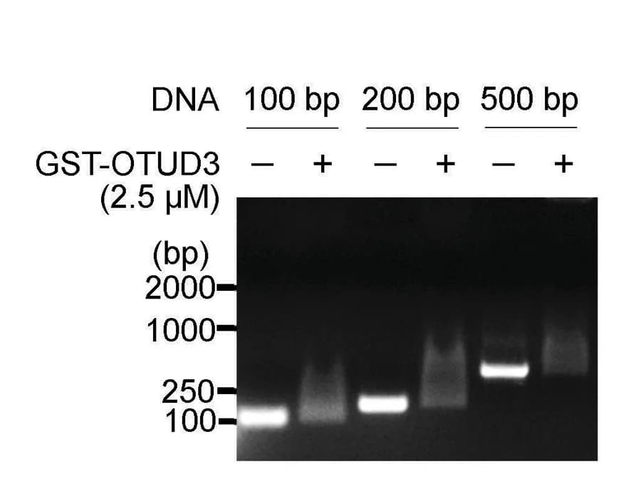 Open access visualization of Gel, DNA Shift Assay, GST-OTUD3, dsDNA