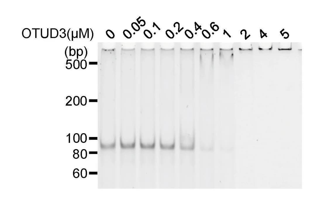 Open access visualization of Gel, DNA Shift Assay, OTUD3, dsDNA