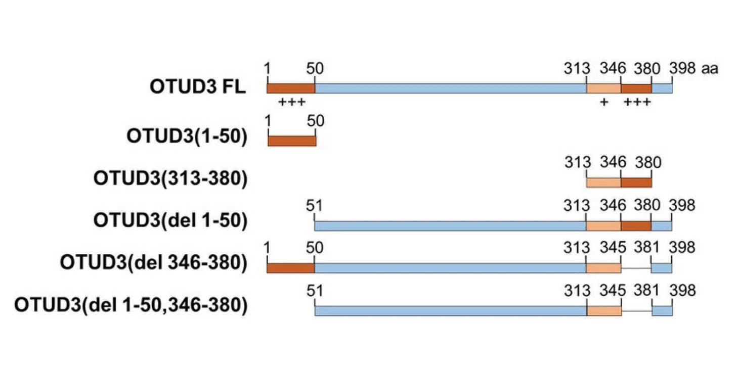 Open access visualization of Illustration, OTUD3 Constructs, DNA Shift Assay, Human OTUD3, Sequences