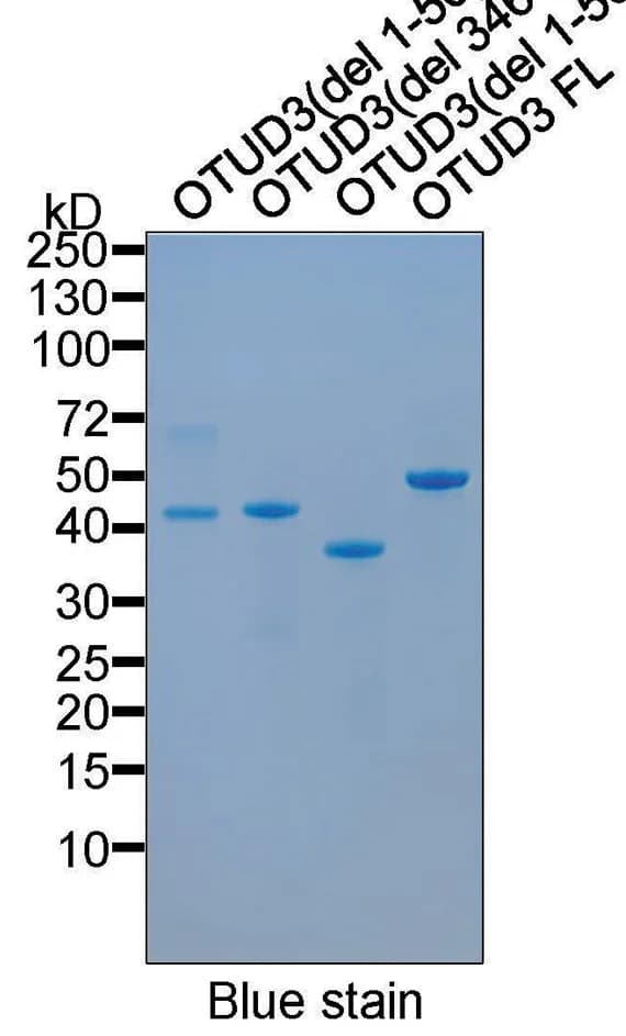 Open access visualization of Gel, Purified Proteins, OTUD3 Constructs, E. coli