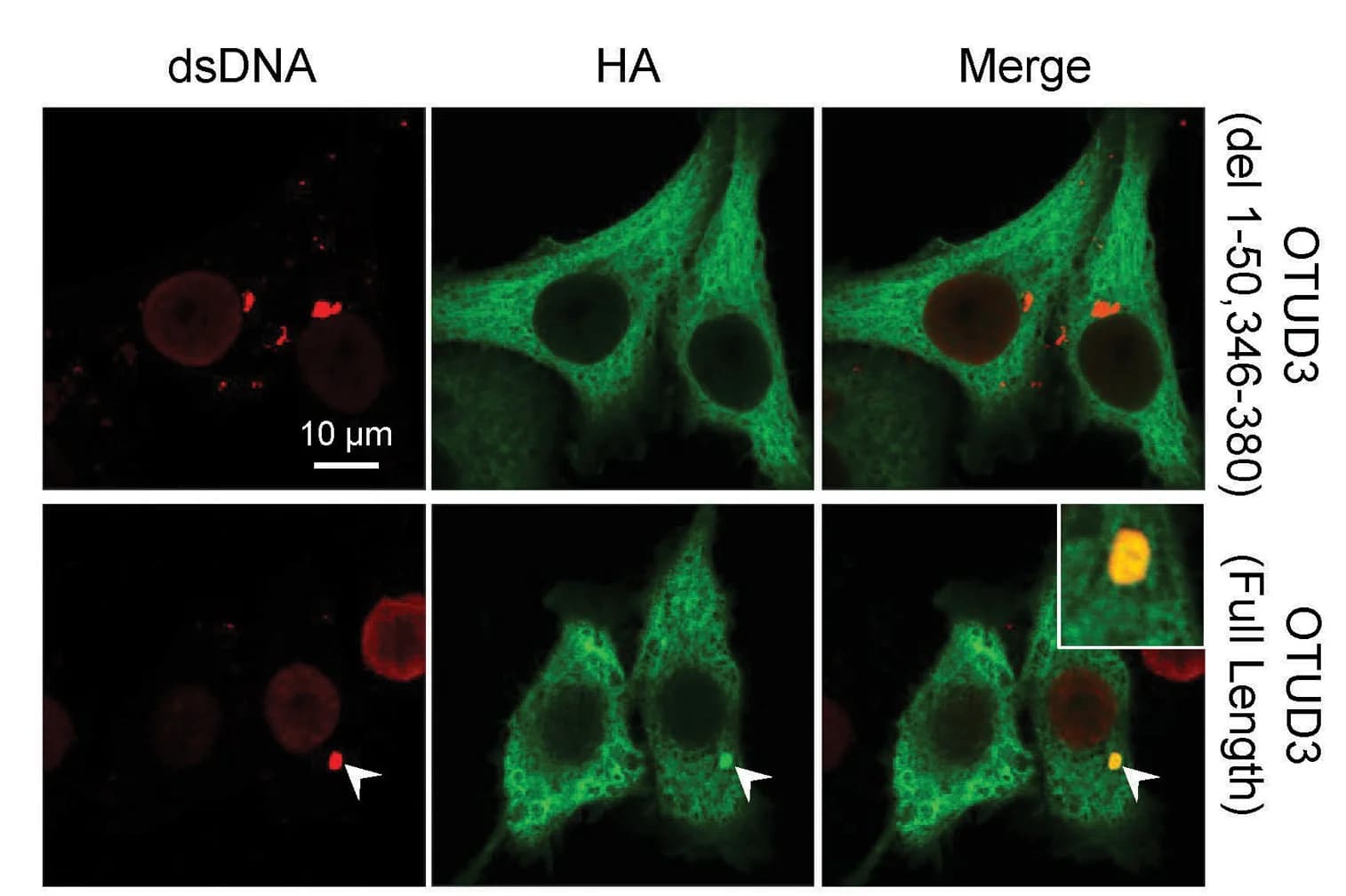 Open access visualization of Microscopy, Confocal Imaging, HA-tagged OTUD3 Constructs, HeLa cGAS KO Cells, HT-DNA