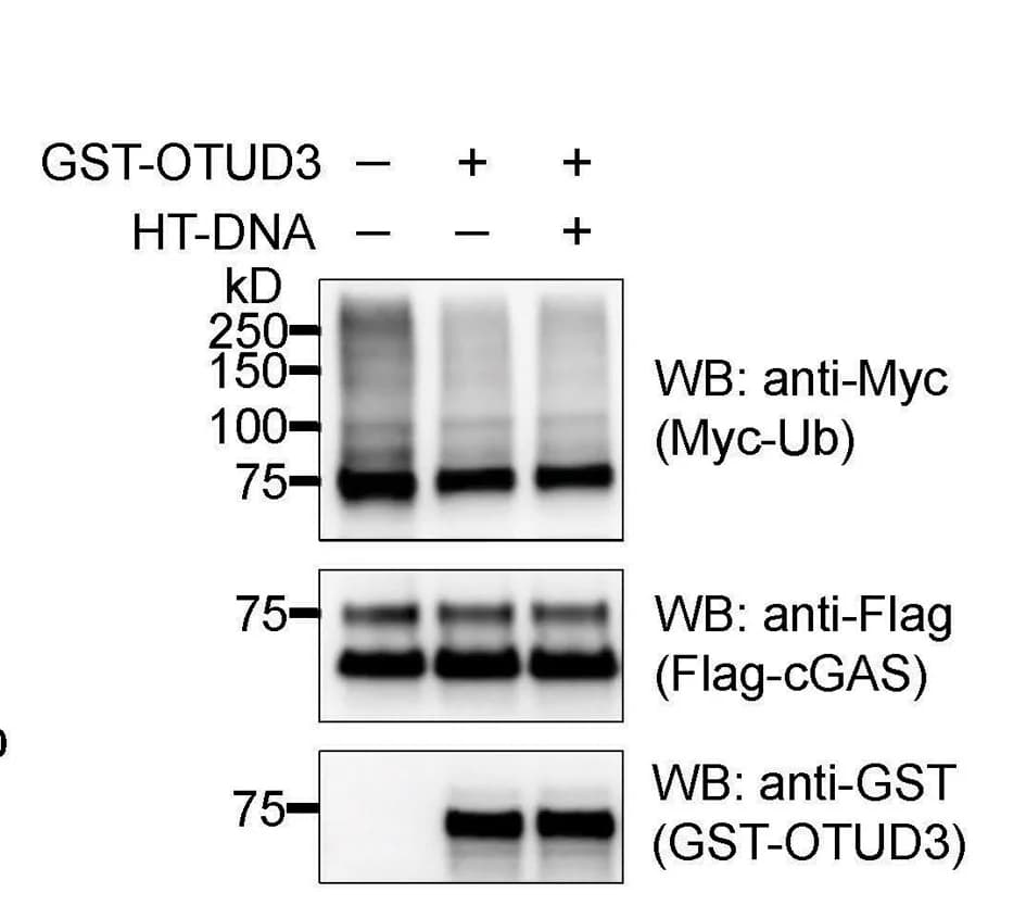 Open access visualization of Gel, In Vitro Deubiquitination Assays, DNA, FLAG-cGAS, PolyUb
