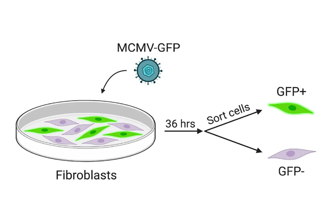 Open access visualization of Workflow, Illustration, Fibroblast Cells, MCMV-GFP Infection, Western Blot