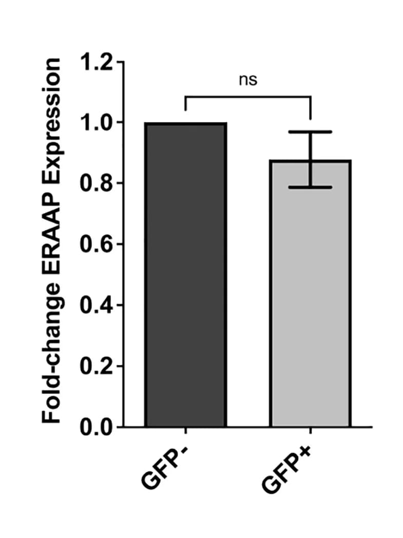 Open access visualization of Bar Plot, Error Bars, qRT-PCR, ERAAP mRNA, GFP+ Cells