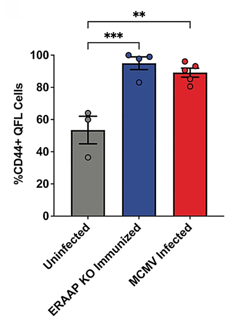 Open access visualization of Bar Plot, Error Bars, CD44, QFL T Cells, WT Mice
