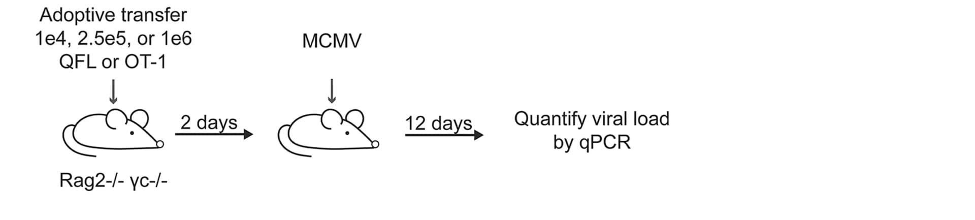 Open access visualization of Workflow, Illustration, QFL Cells, OT-1 T Cells, TCR Transgenic Mice