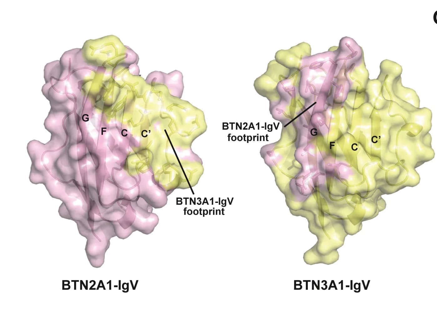Open access visualization of Protein Structure, Molecular Surface, BTN2A1-IgV, BTN3A1-IgV, Binding Footprint