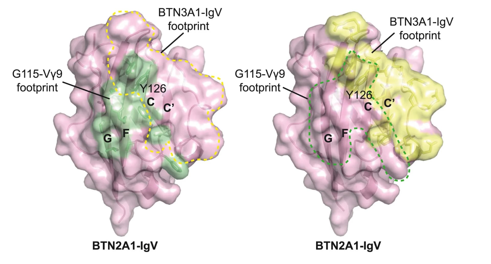 Open access visualization of Protein Structure, Molecular Surface, BTN2A1-IgV, BTN3A1-IgV, G115-V9