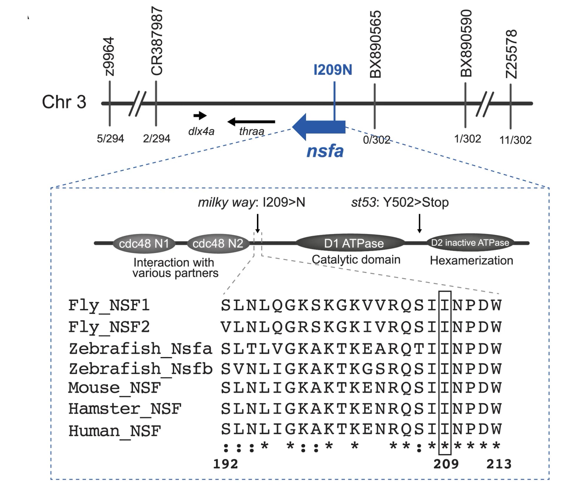 Open access visualization of Illustration, Workflow, Missense Mutation, Null Allele, Protein Sequence