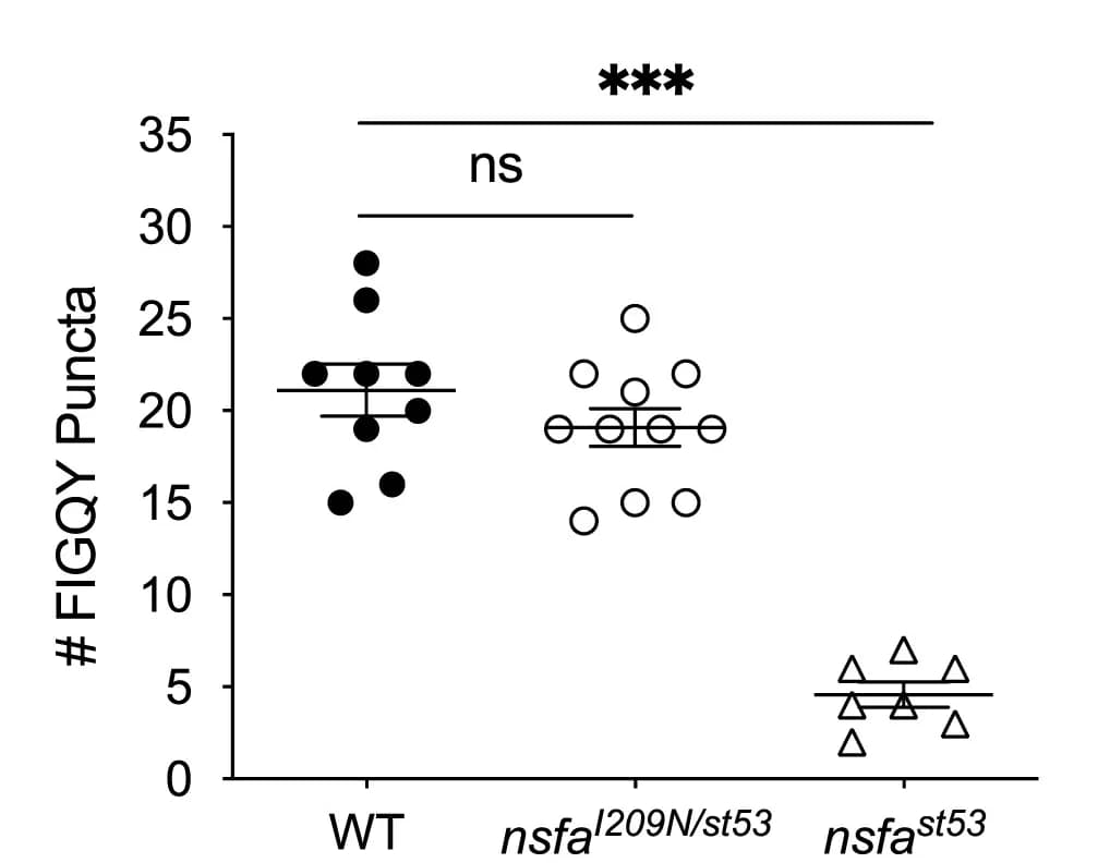 Open access visualization of Scatter Plot, MBP, AcTub, FIGQY, Antibody Labeling