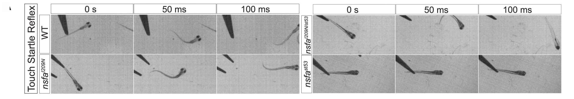 Open access visualization of Photo, Larvae, High-speed videos, Startle reflexes, Paralysis