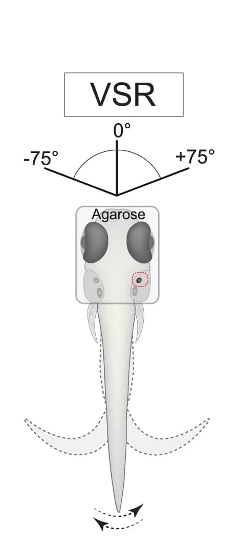 Open access visualization of Illustration, Vestibulospinal reflexes, Larvae