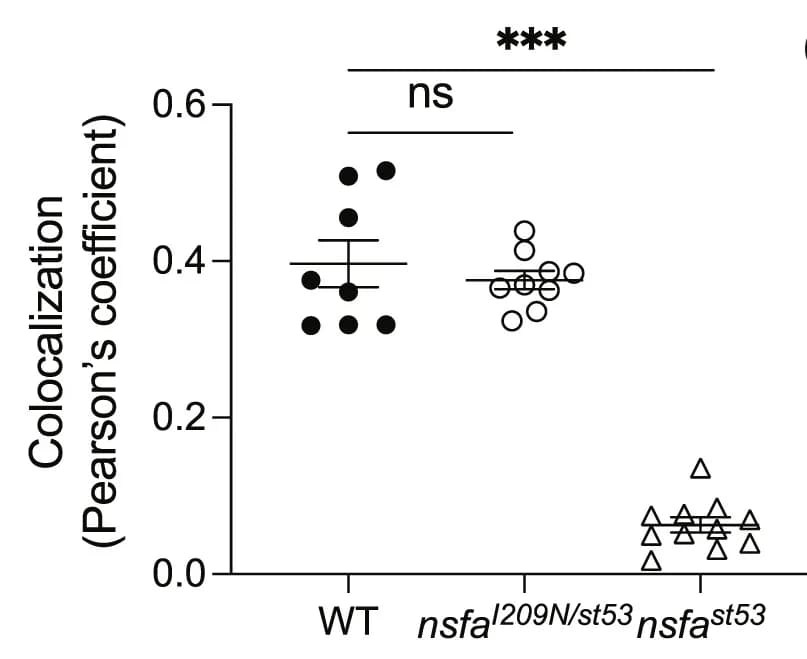 Open access visualization of Scatter Plot, Error Bars, Ribeye b, MAGUK, Neuromast