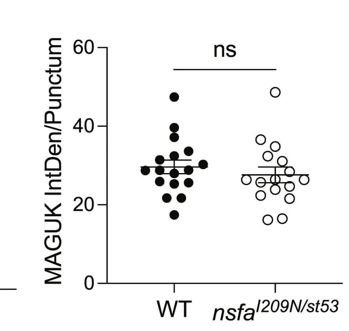 Open access visualization of Scatter Plot, MAGUK, Immunolabel, Neuromast, Genotype