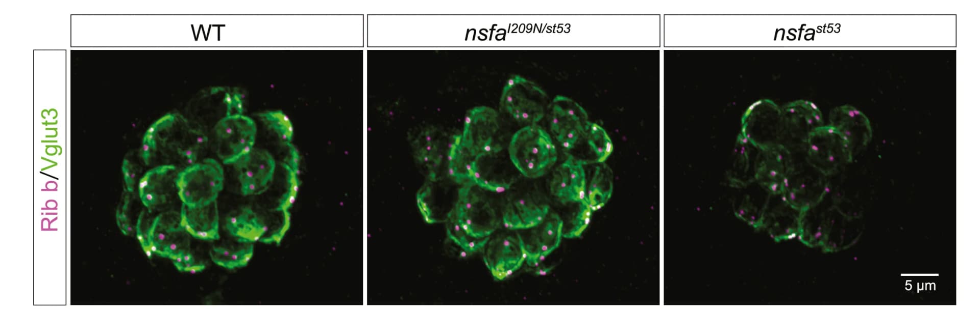 Open access visualization of Microscopy, Synaptic Vesicle Marker, VGlut3, WT, nsfaI209N/st53 Mutants