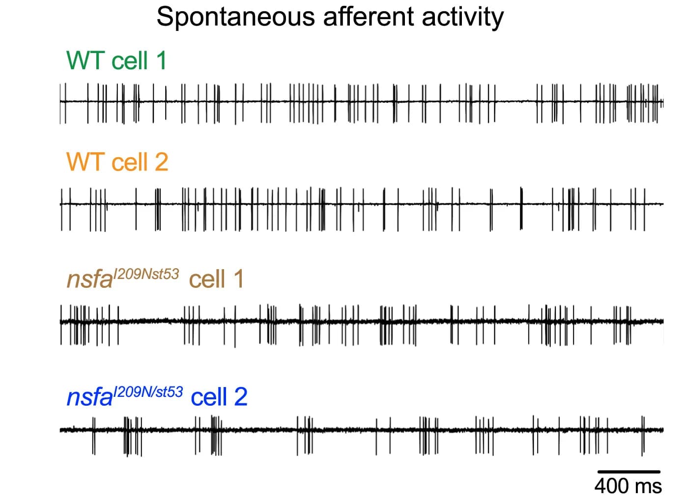 Open access visualization of Line Plot, Afferent Activity, WT, Mutants