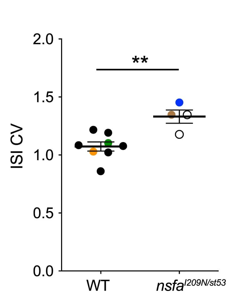 Open access visualization of Scatter Plot, ISI CV, Spontaneous Activity, WT, Mutants