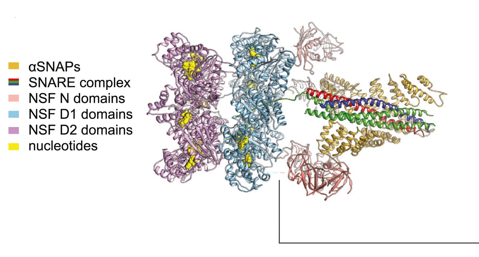 Open access visualization of Protein Structure, Cryo-EM, NSF 20S complex