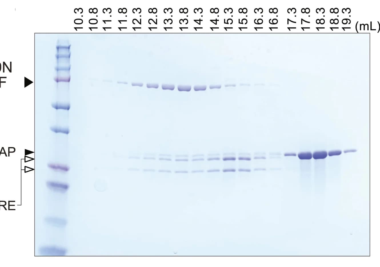 Open access visualization of Gel, SDS-PAGE, Protein ladder, Size-exclusion chromatography, b20S