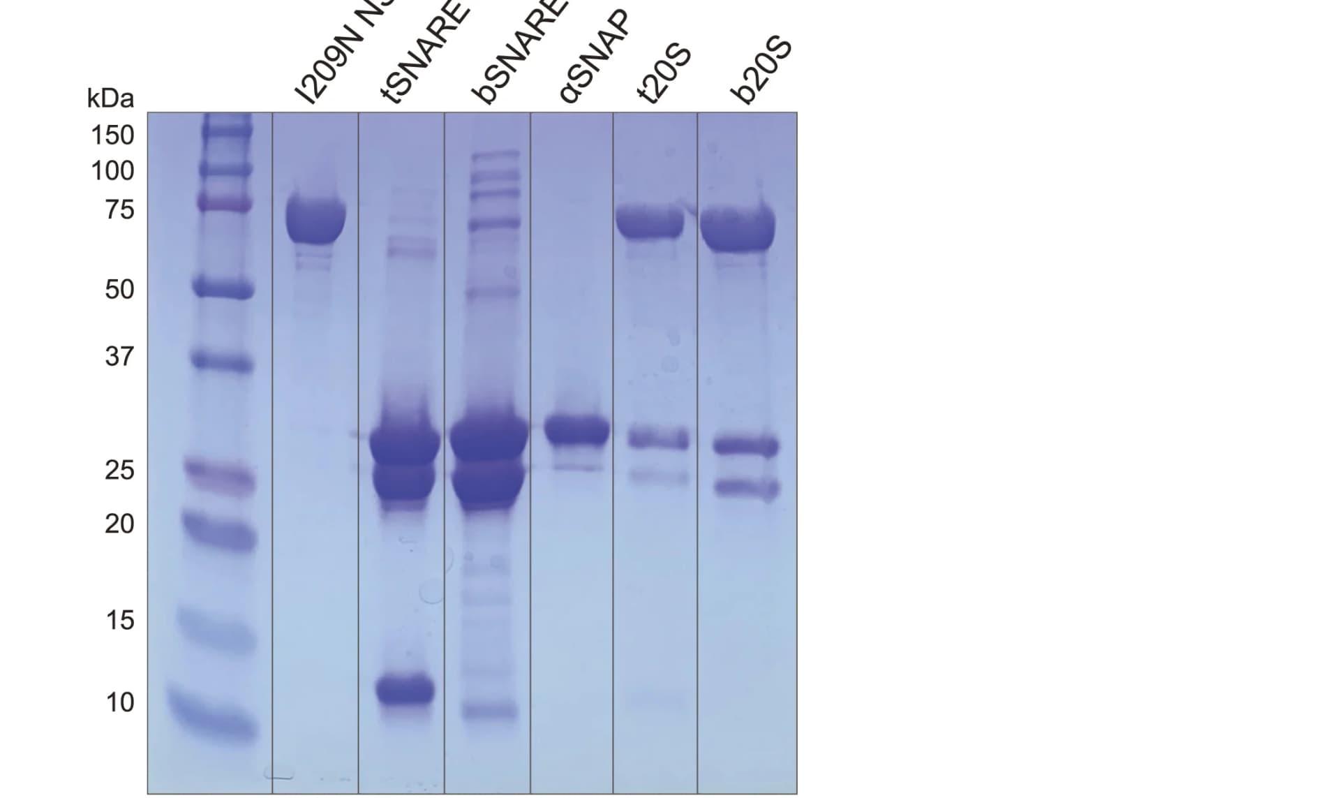 Open access visualization of Gel, SDS-PAGE gel, Protein ladder, NSF stock, Ternary SNARE complex