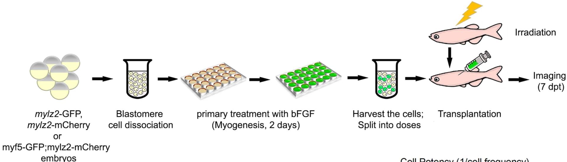 Open access visualization of Workflow, Experimental Design, Myogenic Progenitors, In Vitro, Embryos