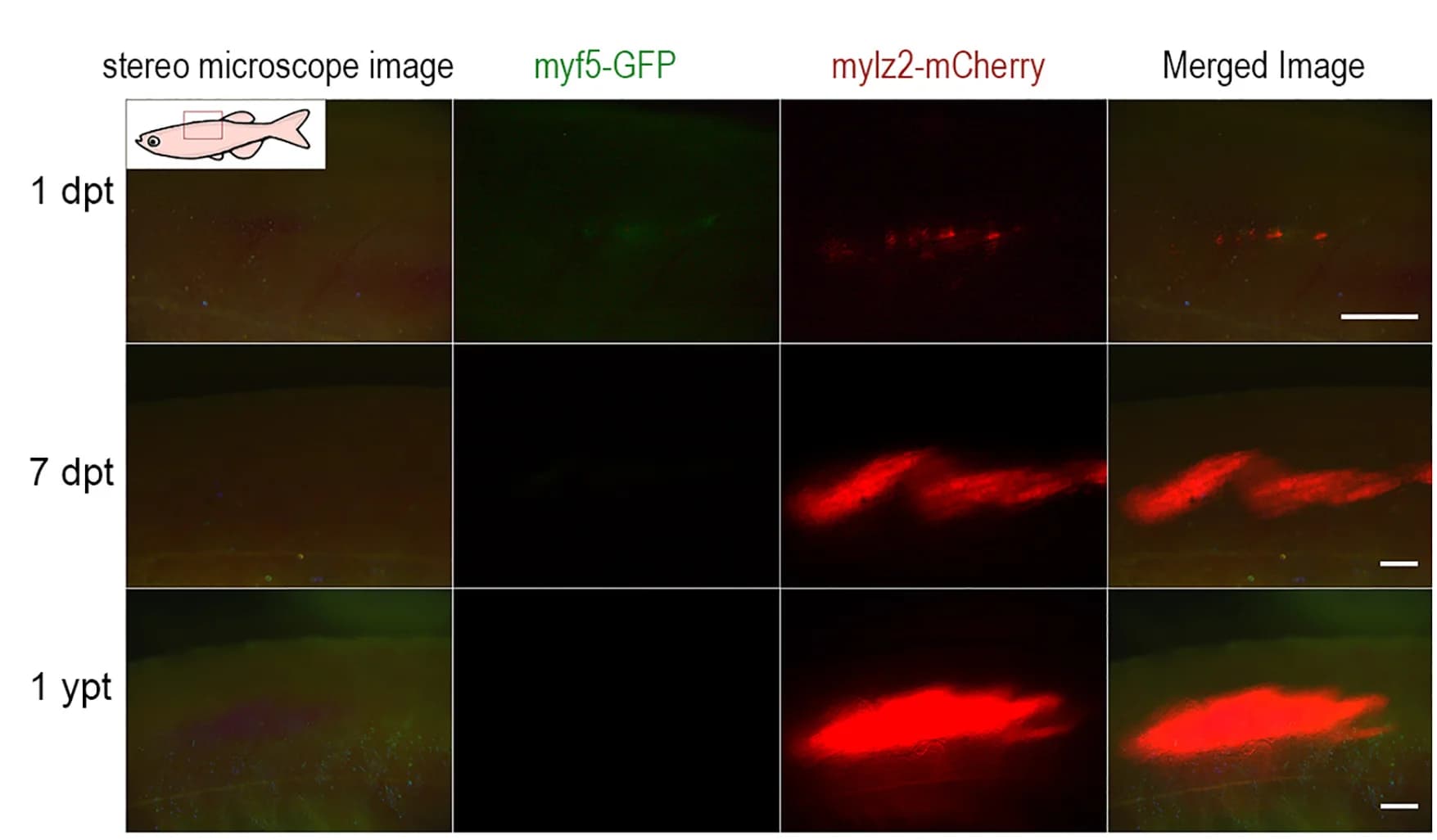 Open access visualization of Microscopy, Muscle Engraftment, Muscle-Specific Reporter, Transplantation, Mylz2