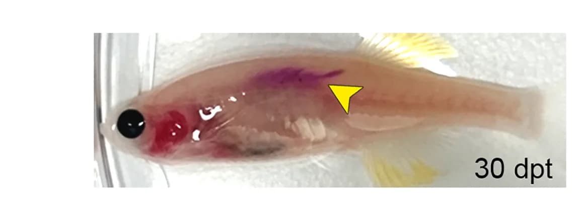 Open access visualization of Photo, Muscle-Specific Cells, Mylz2