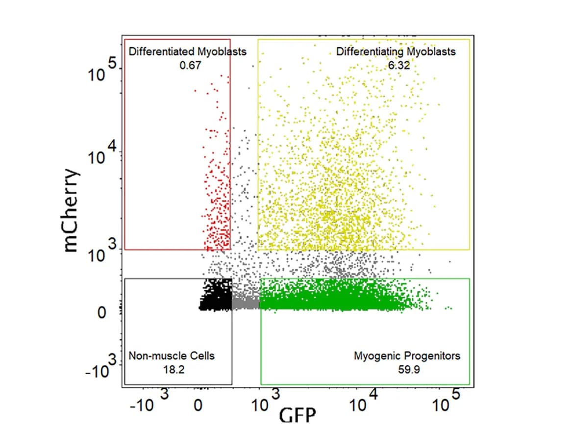 Open access visualization of Scatter Plot, Double-Transgenic Line, Cell Sorting, Myf5-GFP Cells, Mylz2-Mcherry Cells