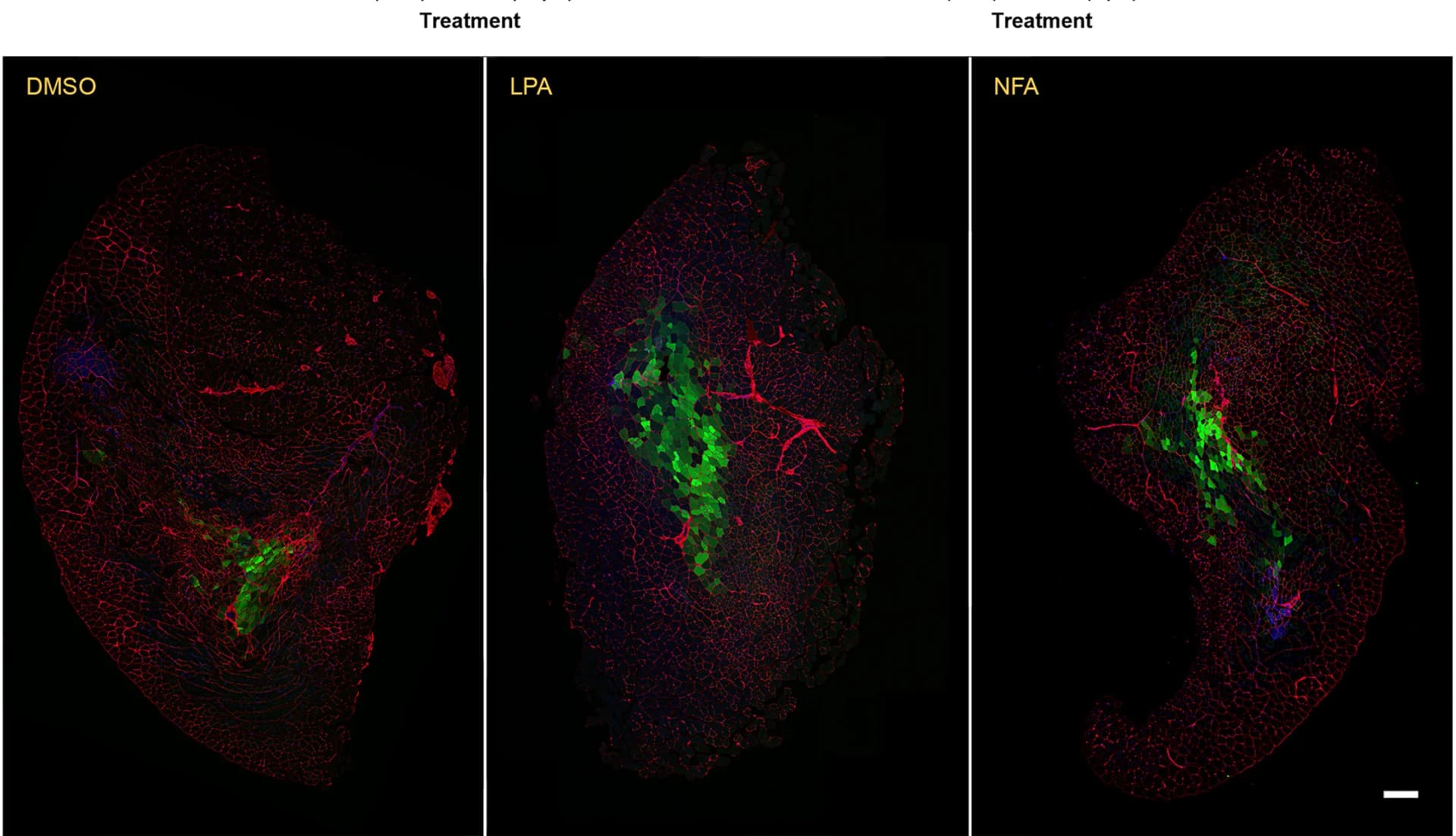 Open access visualization of Microscopy, TA Muscles, Satellite Cells, Cell Membrane, Nuclei