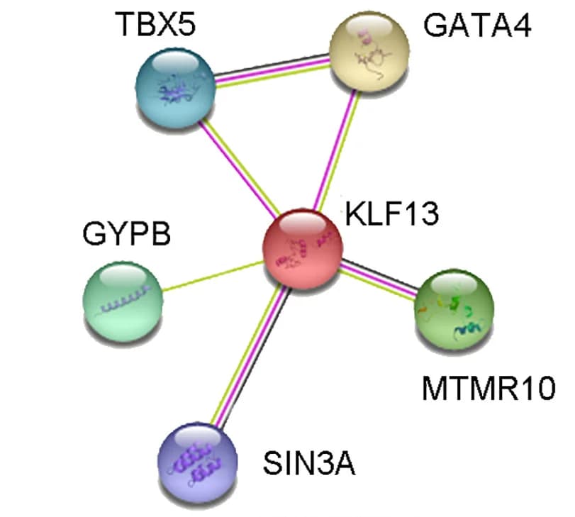 Open access visualization of Network, Pathway, Protein Interactions, STRING Database, KLF13