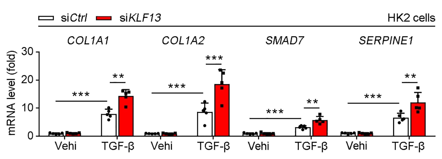 Open access visualization of Bar Plot, Error Bars, HK2 Cells, siRNA Control, siRNAKLF13