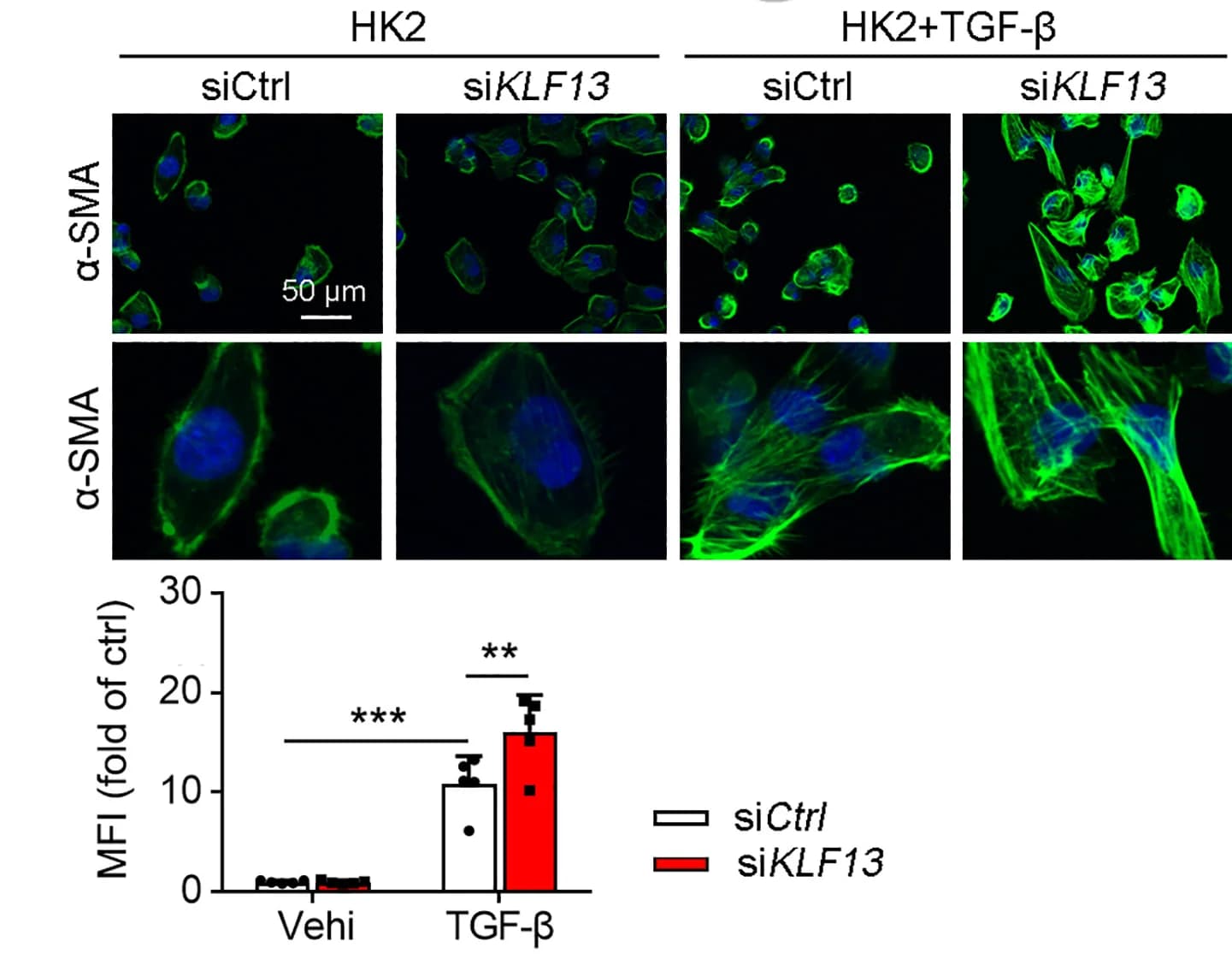 Open access visualization of Bar Plot, Microscopy, Error Bars, Immunofluorescent Staining, α-SMA