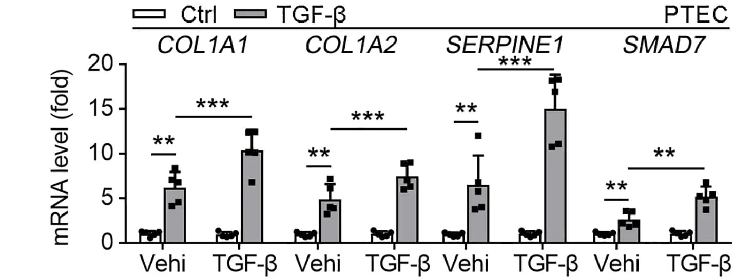 Open access visualization of Bar Plot, Error Bars, Proximal TECs, Klf13−/− Mice, WT Mice