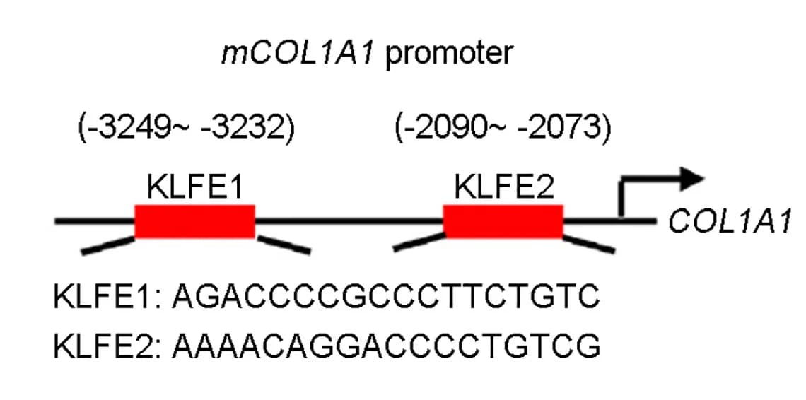 Open access visualization of Workflow, Illustration, COL1A1 Promoter, KLFE Promoter