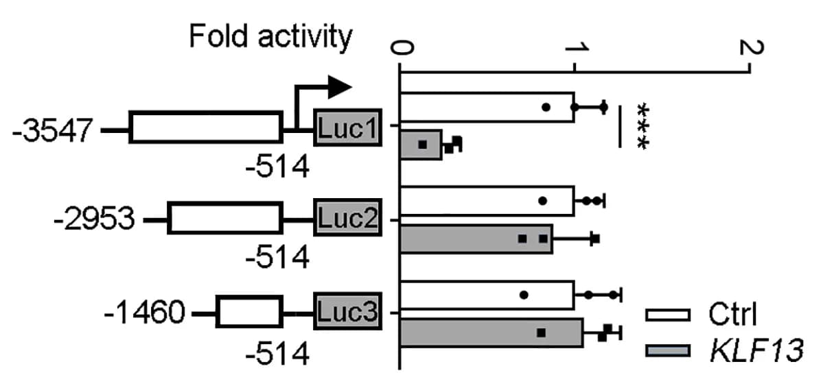 Open access visualization of Bar Plot, Error Bars, Clustered, COL1A1 Promoter, Luciferase Reporter Gene