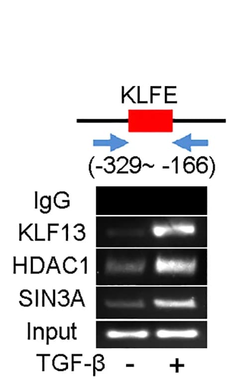 Open access visualization of Gel, Illustration, HEK293T Cells, TGF-β, KLFEs