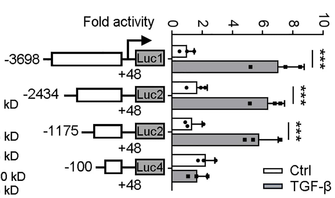 Open access visualization of Bar Plot, Error Bars, KLF13, Promoters, Luciferase reporter gene