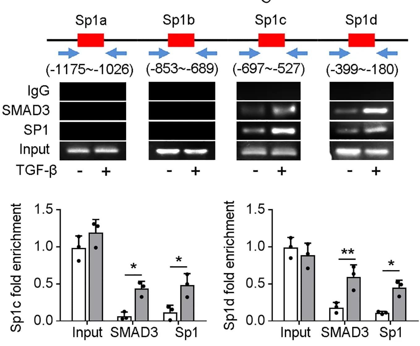 Open access visualization of Bar Plot, Error Bars, Gel, HK2 cells, TGF-β