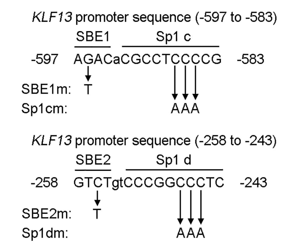 Open access visualization of Workflow, Illustration, Nucleotide sequence, KLF13, Promoter