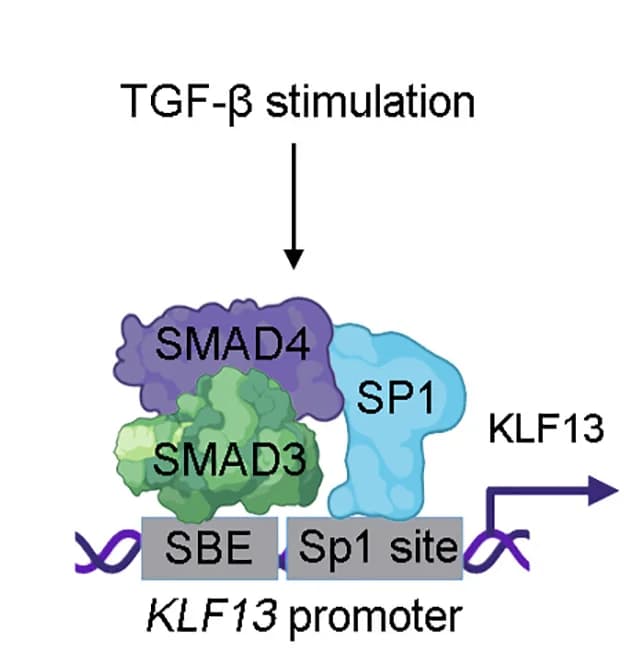 Open access visualization of Workflow, Illustration, KLF13, Induction, TGF-β