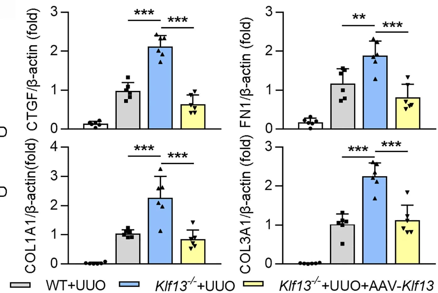 Open access visualization of Bar Plot, Error Bars, Quantification, CTGF, FN1