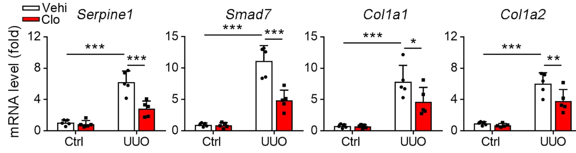 Open access visualization of Bar Plot, Error Bars, mRNA levels, Klf13, Serpine1