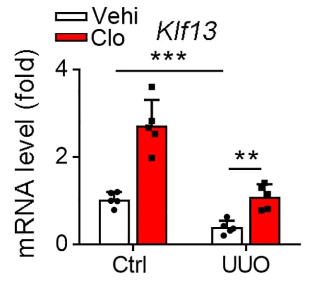 Open access visualization of Bar Plot, Error Bars, mRNA levels, Klf13, Serpine1