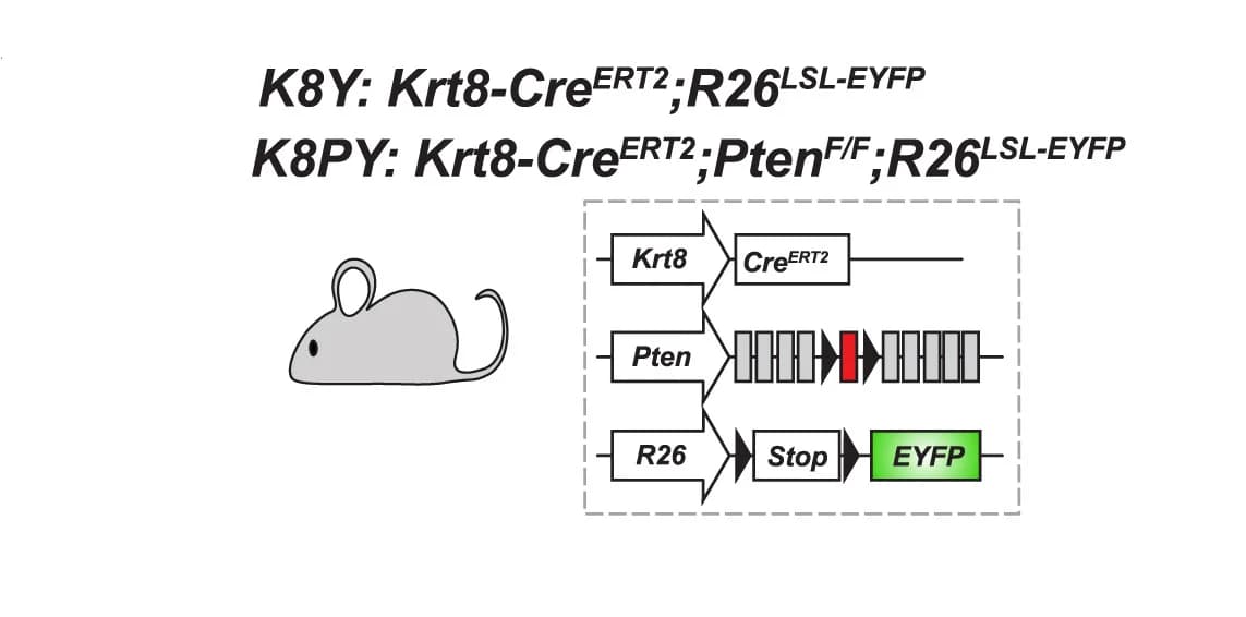 Open access visualization of Workflow, Illustration, Lineage Tracing, Luminal Keratin 8 Cells, K8Y Mice