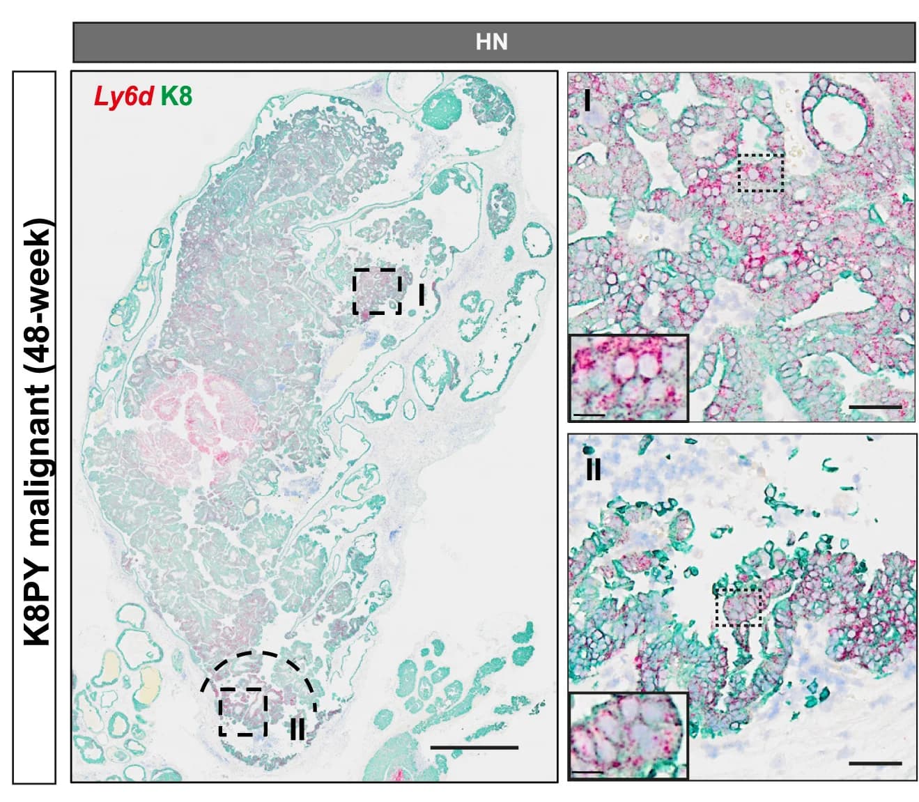 Open access visualization of Microscopy, RNA-ISH, Ly6d Expression, HN Treatment, CR Treatment