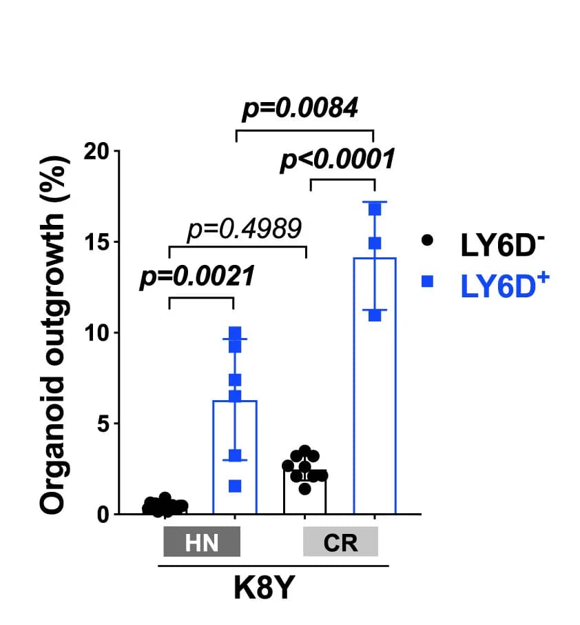 Open access visualization of Error Bars, Bar Plot, Scatter Plot, Organoid Outgrowth, K8Y Prostates