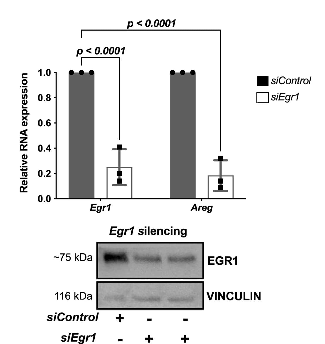 Open access visualization of Bar Plot, Error Bars, Gel, RNA Expression, RT-qPCR