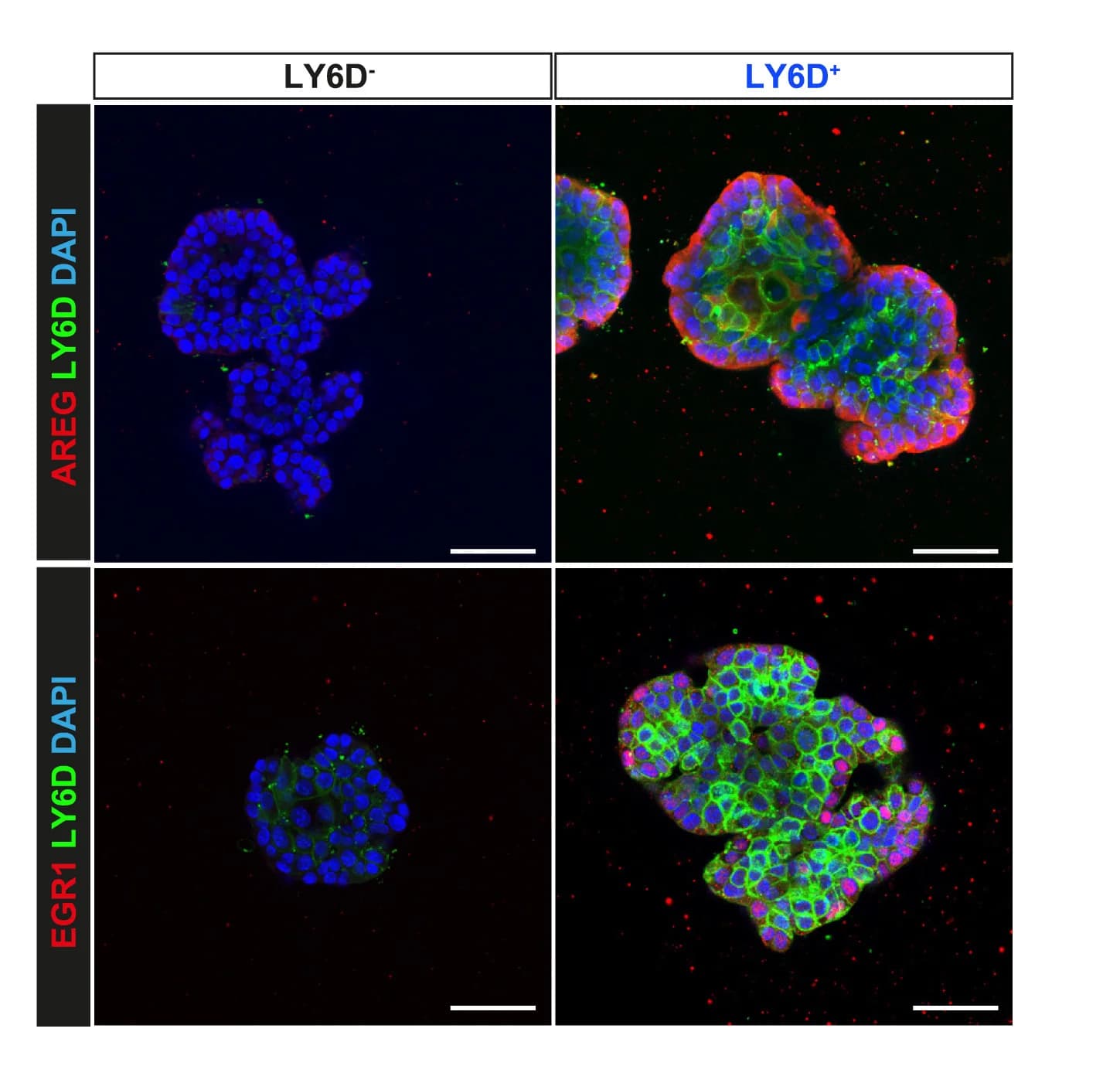 Open access visualization of Microscopy, Immunofluorescence, AREG, EGR1, YFP+LY6D+ organoids
